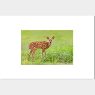 Fawn - White-tailed deer Posters and Art